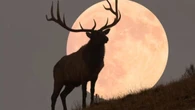 "Lua do Veado" poderá ser vista no Brasil a partir de hoje