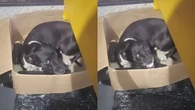 Cão tem gravidez psicológica e adota peças de carro como filhotes