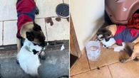 Cachorro fica eufórico ao reencontrar sua irmã gata