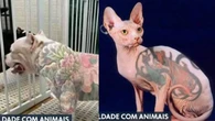 Senado aprova lei que proíbe tatuagens e piercings em pets