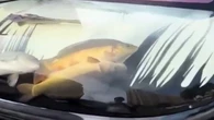 Carro vira aquário com peixes vivos presos no capô