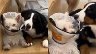 Cão é flagrado destruindo cone da vergonha do amigo e web reage