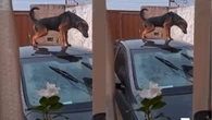 Fazendo birra! Cachorro urina no carro da dona após bronca