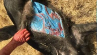 Javalis comem veneno de rato e ficam com carne azul nos EUA