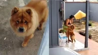 Eutanásia após ataque: como evitar tragédias com pets agressivos