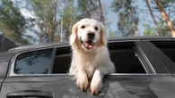 Levar pets em carros: conheça regras e dicas para segurança