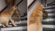 Cãovalheirismo: Golden ajuda a carregar bolsa da dona diariamente