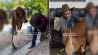 Boi viraliza na web ao invadir casa em busca de carinho