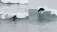 Foca rouba a cena ao "surfar" em praia da Nova Zelândia