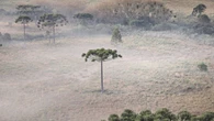 Frio extremo no Sul: mínima de -3,2 °C registrada em São Joaquim