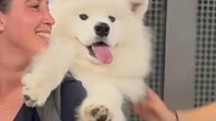 Pessoas se surpreendem ao ver cachorro grande em mochila