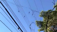 Teia de aranha cobre avenida de BH e preocupa moradores