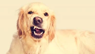 Por que alguns cães rosnam para certas pessoas?