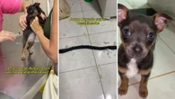 Cachorrinho tem reação contrária à vacina e enlouquece tutora