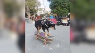 Cachorrinha skatista impressiona ao mostrar suas habilidades