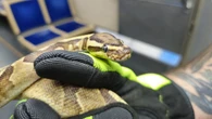 Cobra foge do dono e causa tumulto em trem nos EUA