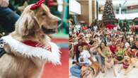 Natal canino: Golden Retrievers tiram foto com Papai Noel em encontro no shopping