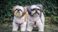 Encontro de Shih Tzus: shopping prepara ação para pets e tutores