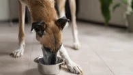 Como fazer soro caseiro para cachorro: guia rápido