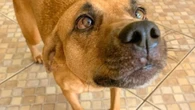 Focinho do cão é sujo? Veterinárias explicam riscos e cuidados