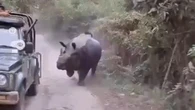 Rinoceronte persegue turistas em parque na Índia; assista