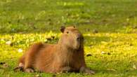 Capivara assusta banhistas ao se refrescar em piscina de clube na Argentina