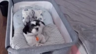 Shih tzu "invade" berço de bebê e ignora chamados da tutora