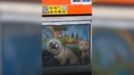 Caminhoneiro constrói casinhas em caminhão para levar pets; vídeo