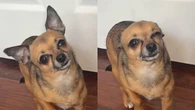 Chihuahua finge estar doente para não ficar sozinho e viraliza