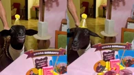 Ovelha completa 5 anos e ganha festa com convidados: Quanto amor"