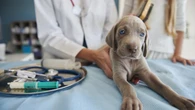 O que a perda muscular pode revelar sobre a saúde do seu pet