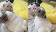 Filhote de cão gordinho encanta web com "mini latido"; assista