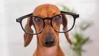 Cães veem cores? Descubra os segredos da visão canina