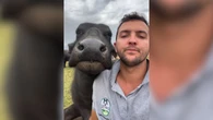 Búfala vence tutor em desafio: "Quem rir primeiro perde"