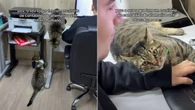 Gatos transformam escritório em ambiente “antiestresse”