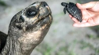 Goliath, tartaruga de 135 anos, celebra primeiro Dia dos Pais
