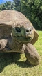 Animal terrestre mais velho do mundo faz aniversário; conheça!