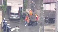 Urso é capturado após três dias de tensão em cidade