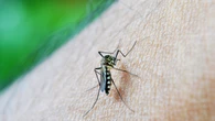 SP: Cidade Tiradentes registra 783 casos de dengue neste ano