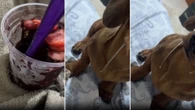 Salsicha "baba litros" ao ver tutora tomando açaí