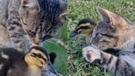 Amizade entre gato e pato chama atenção de internautas: "Amor"