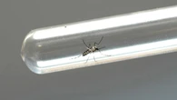 UFRJ desenvolve teste inovador para diagnóstico de dengue