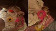 Cadela "manhosa" só vai para a caminha depois de dormir no colo