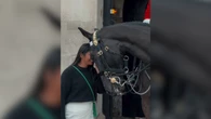 Cavalo da guarda britânica emociona ao retribuir gesto de carinho