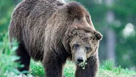 Mulher é atacada por urso pardo após sair para correr