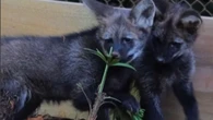 Zoo de SP recebe dois filhotes de lobo-guará e celebra nascimento