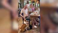 Ney Matogrosso compartilha refeição com cachorro e viraliza