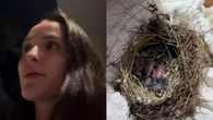 Larissa Manoela e marido resgatam passarinhos: "Vamos ajudar"