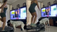 Cachorro interrompe treino para fazer próprio experimento