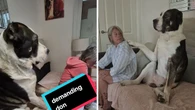 Cão de 84 kg vira sensação ao pedir colo como se fosse filhote